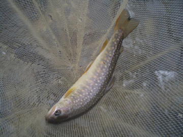 uK